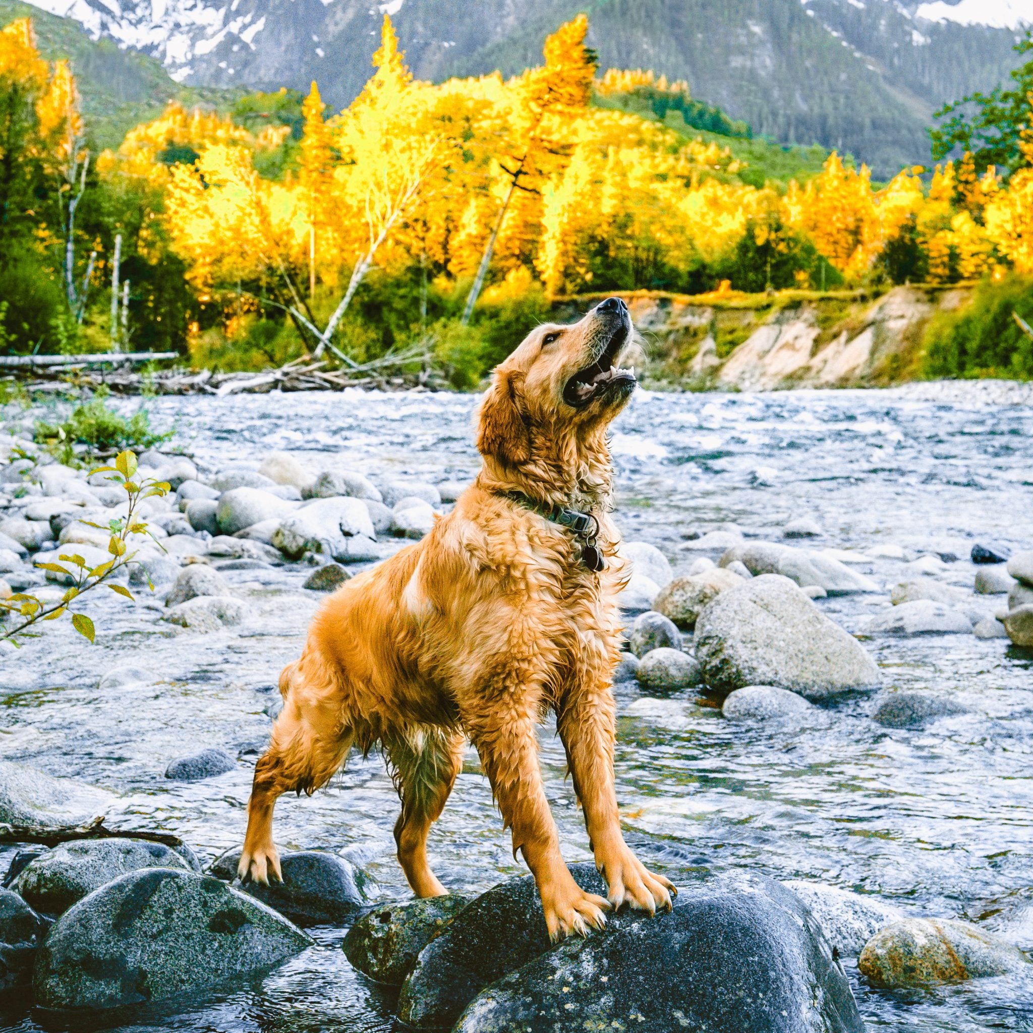 Fauna Foods Partnership Brings Montana Dog Food Co. to East Coast