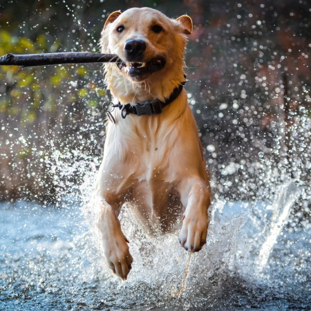 Montana Dog Food Co. Partners With Rio Grande Service Center