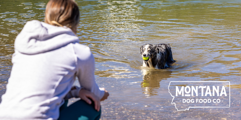 Water Safety Tips for Your Dog: Beach, Pool, and Mountain Lake Adventures