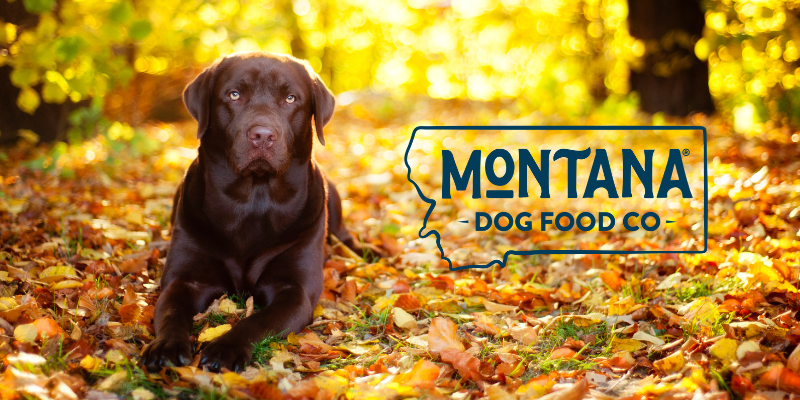 Dog Safety in the Fall: 5 Things to Watch Out For