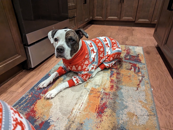 Holiday Gift Guide 2025: What to Get the Dog (and Dog Lover) Who Has Everything